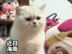 主人吃饭 馋猫猫疯狂暗示