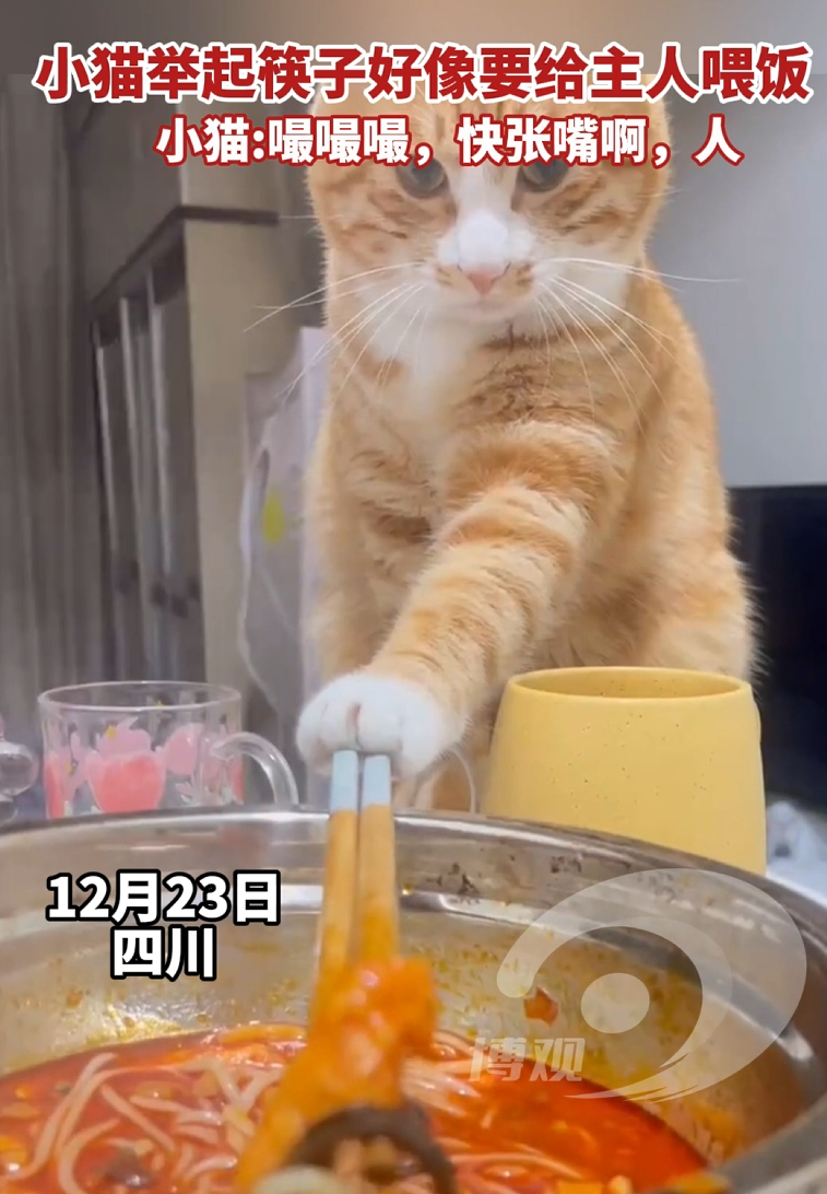 小猫举起筷子好像要给主人喂饭 小猫:嘬嘬嘬，快张嘴啊，人