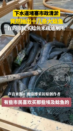下水道堵塞市政清淤竟然抽出十几条大鲶鱼