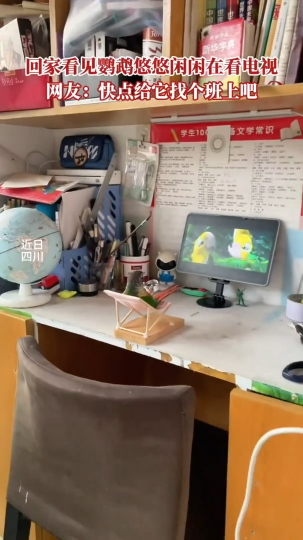 回家看见鹦鹉悠悠闲闲在看电视