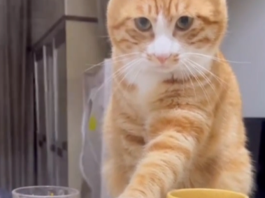 小猫举起筷子好像要给主人喂饭