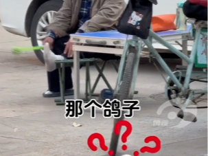 为什么他要打那个鸽子?
网友:心地善良，视力不详