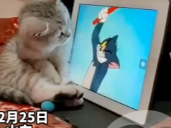 小猫看猫和老鼠也掩盖不了抓老鼠的本能