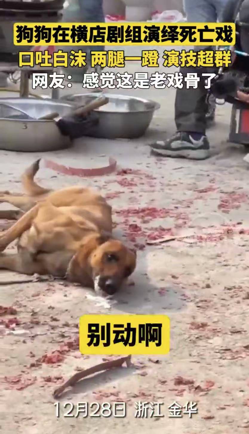 狗狗在横店剧组演绎死亡戏 口吐白沫 两腿一蹬 演技超群