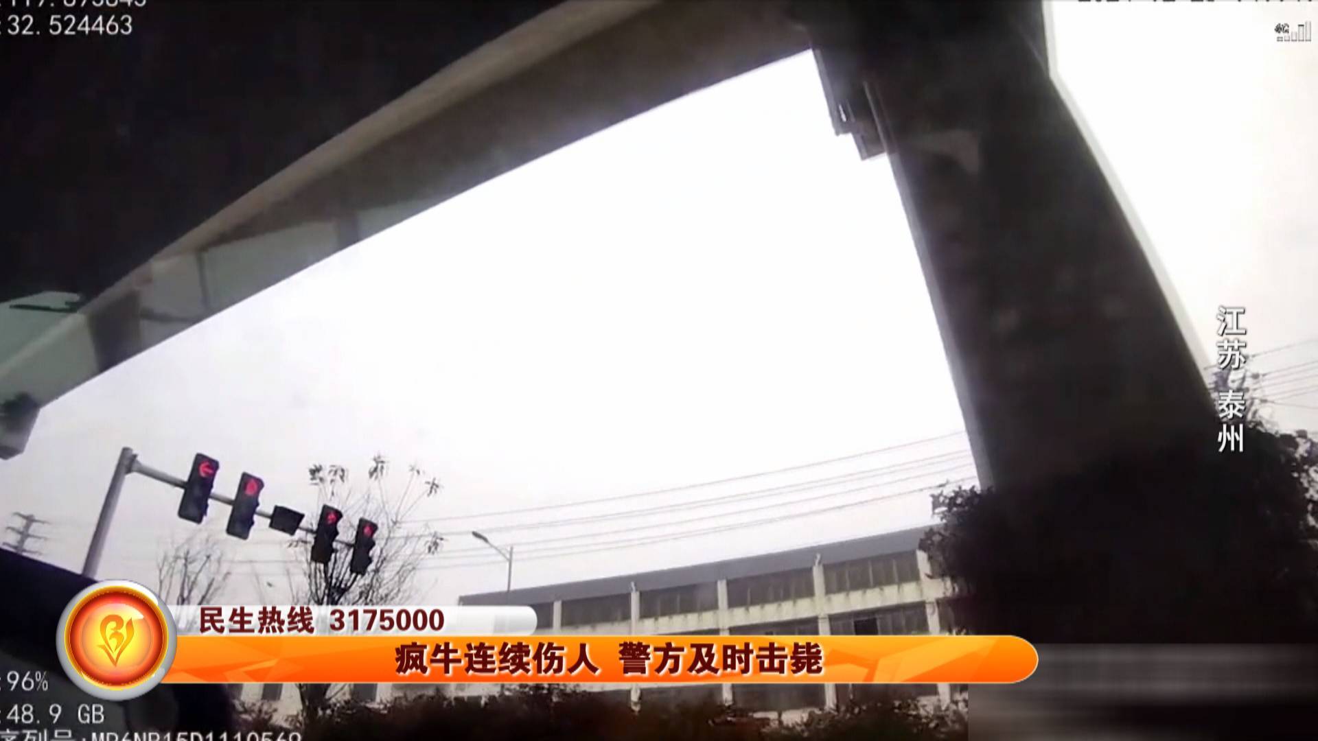 疯牛连续伤人  警方及时击毙