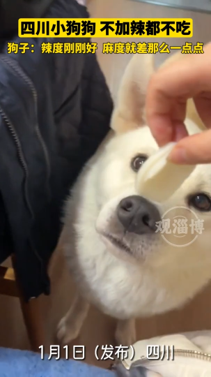 四川小狗狗，不加辣都不吃