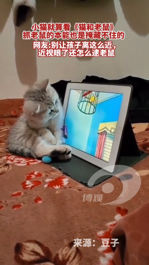 小猫抓老鼠的本能