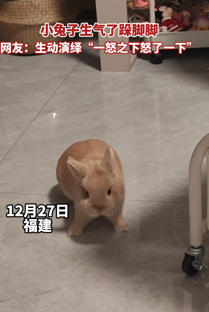 小兔子生气了跺脚脚