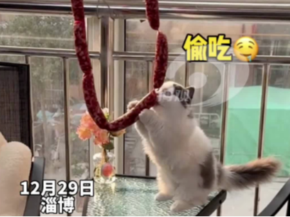 小猫偷吃腊肠被发现于是…