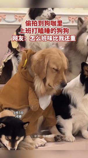 偷拍到狗咖里上班打瞌睡的狗狗