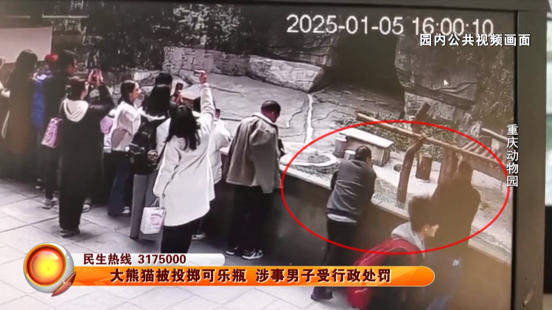 大熊猫被投掷可乐瓶 涉事男子受行政处罚