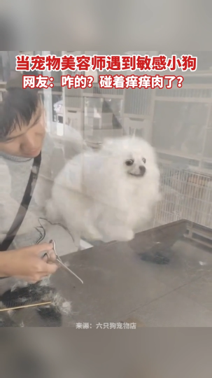 当宠物美容师遇到敏感小狗