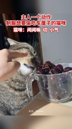 主人一个动作制服想要偷吃车厘子的猫咪