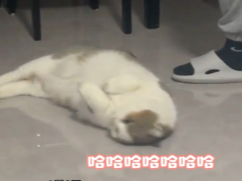 绿茶小猫假摔，翻肚皮撒娇