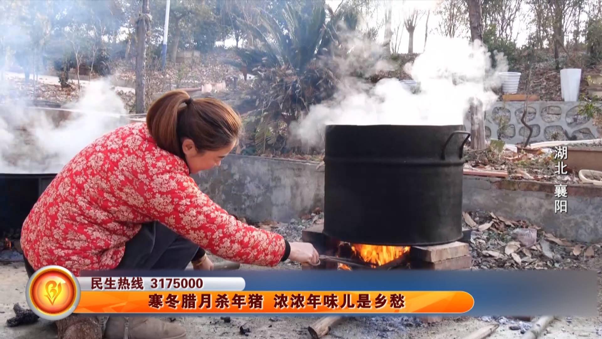 寒冬腊月杀年猪 浓浓年味儿是乡愁（湖北襄阳）