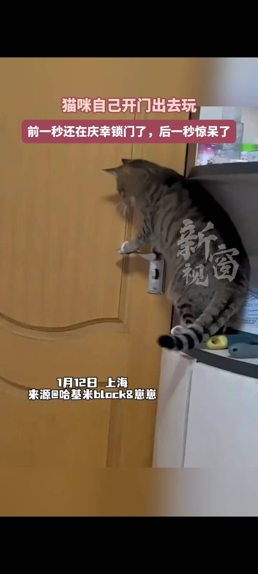猫咪自己能开门出去玩