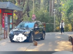 猴子帮助过路司机拨开障碍物