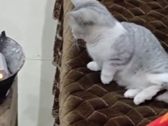 小猫伸个懒腰被烫到爪爪