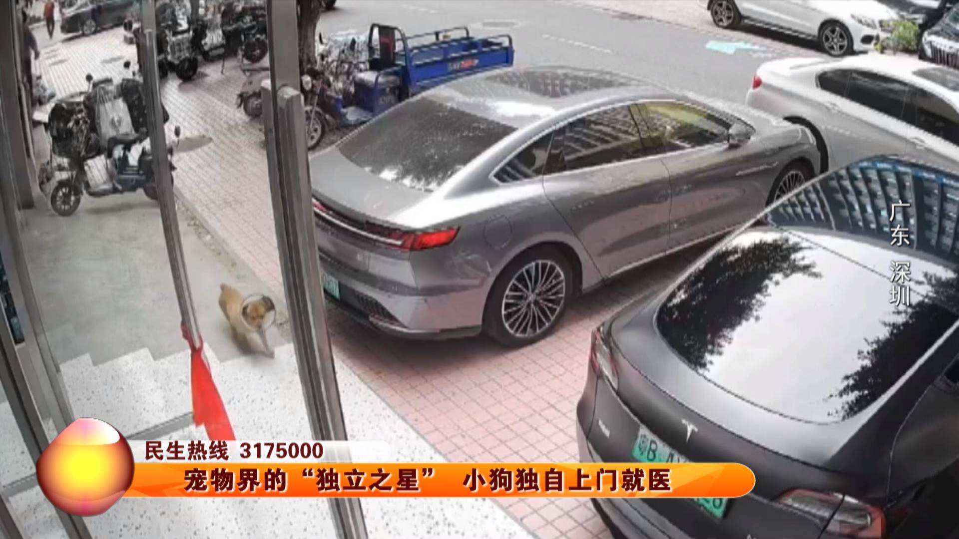 宠物界的“独立之星” 小狗独自上门就医