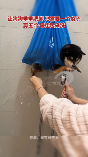 让狗狗乖乖洗脚 只需要一个袋子