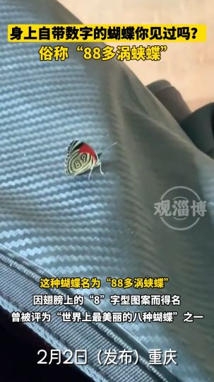 书包上飞来一只神奇的蝴蝶，翅膀上竟然有“编码”