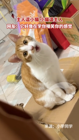 主人逗小猫 小猫逗主人