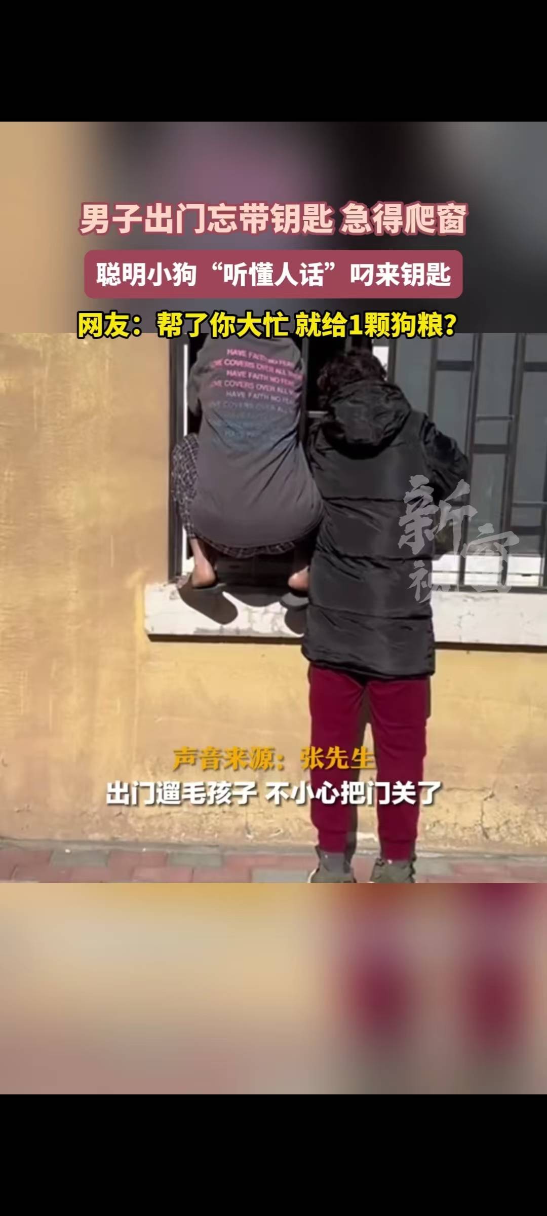 男子忘带钥匙 聪明小狗“听懂人话”叼来钥匙