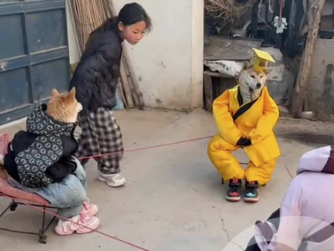 小女孩在家跟三只小狗玩跳皮筋