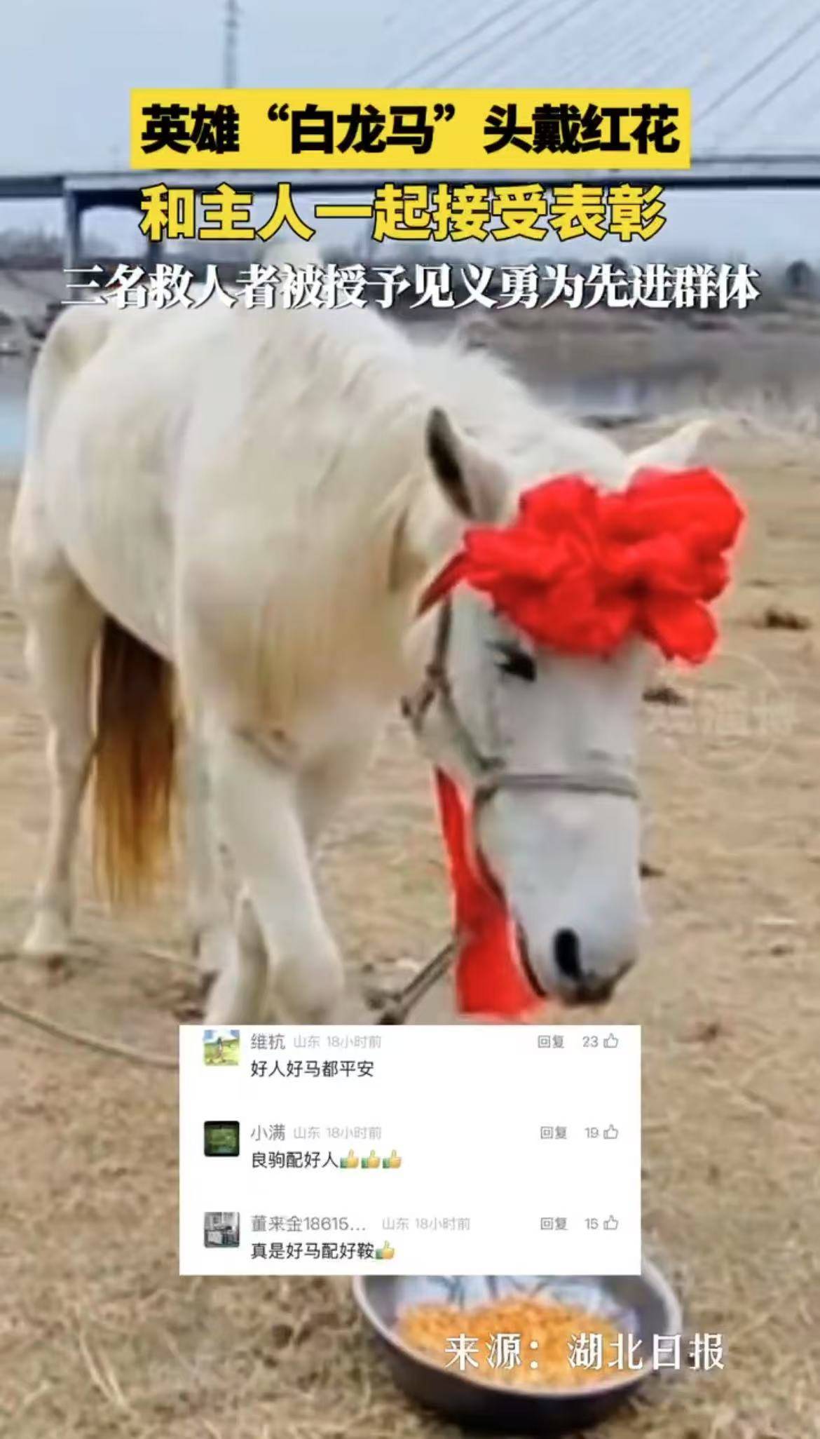 英雄“白龙马”头戴红花，和主人一起接受表彰