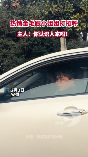 热情金毛跟小姐姐打招呼