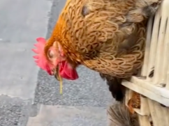 第一次看见鸡晕车