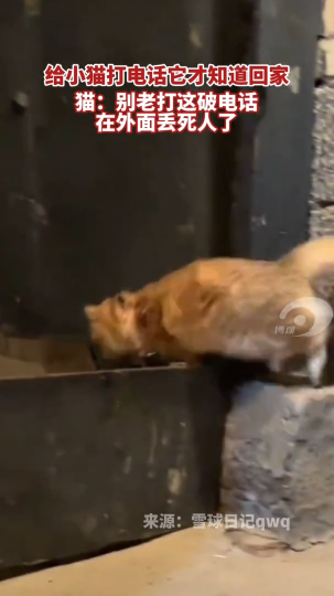给小猫打电话它才知道回家