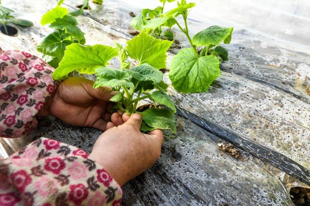 改善睡眠的方法来了：晚餐吃点它……