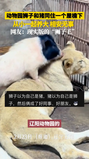 动物园里狮子和猪同住一个屋檐下，一起长大，相安无事