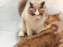 小猫打架一秒过肩摔