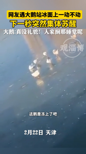 大鹅站冰面上一动不动，下一秒突然集体苏醒