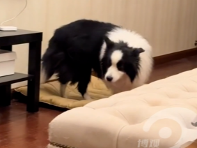 当主人小声蛐蛐时狗狗的反应