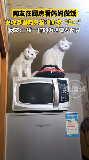 妈妈在厨房做饭，家里两只猫神同步“监工”