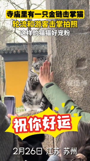寺庙里有一只金链击掌猫，轮流和游客击掌拍照