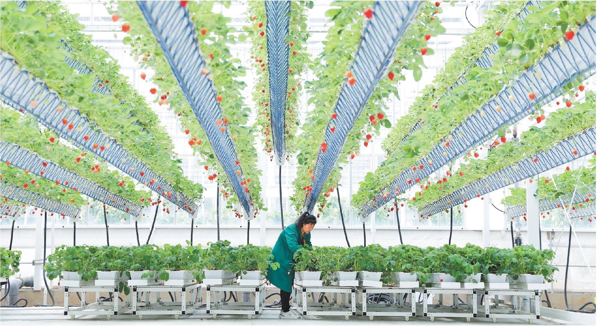 乡村有奔头 农民有劲头——山东深入贯彻落实习近平总书记重要指示要求述评之四