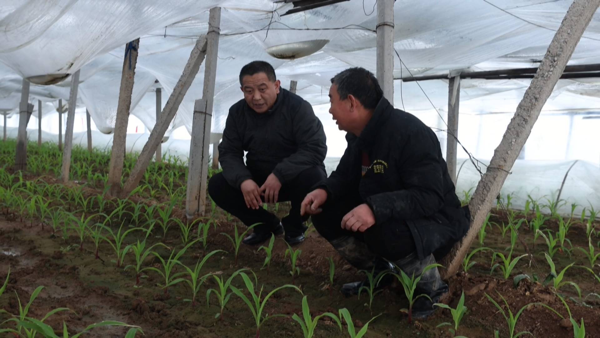 农技专家指导设施农业 积极应对强降雪