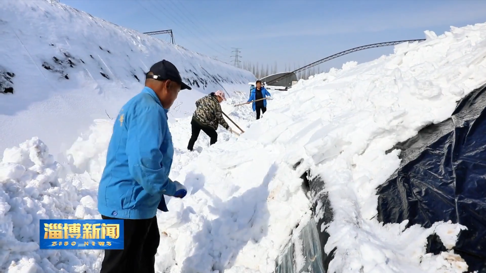 【淄博新闻】【以雪为令齐行动】淄博：积极应对强降雪 保障农业生产稳定