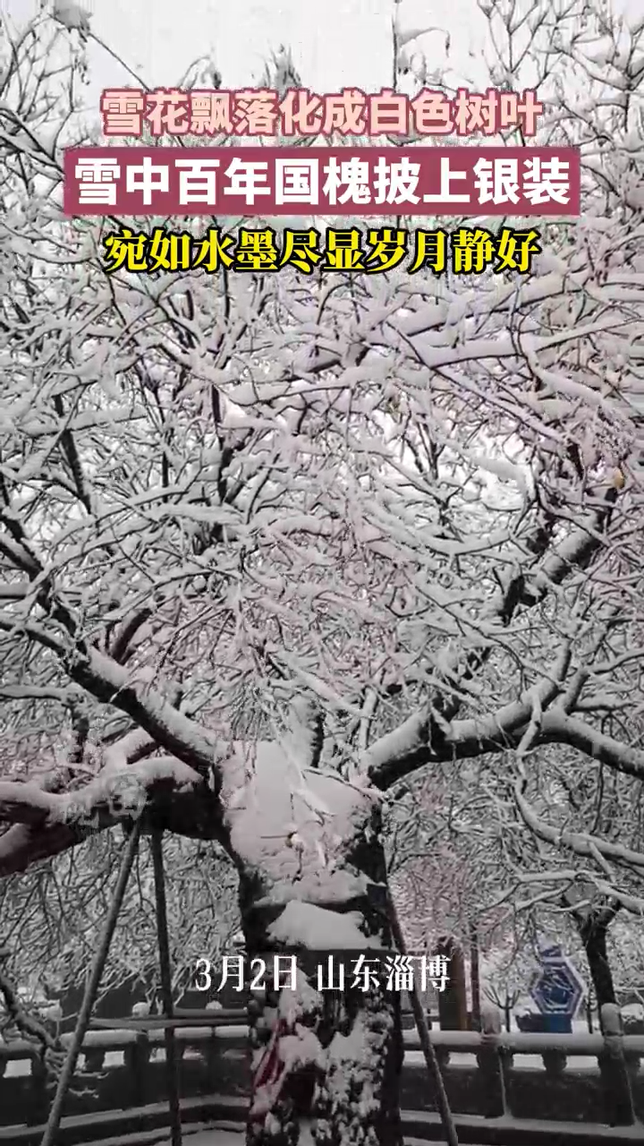 雪中百年国槐披上银装，雪花飘落化成白色树叶，宛如水墨尽显岁月静好！