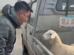男子与羊开启对话模式