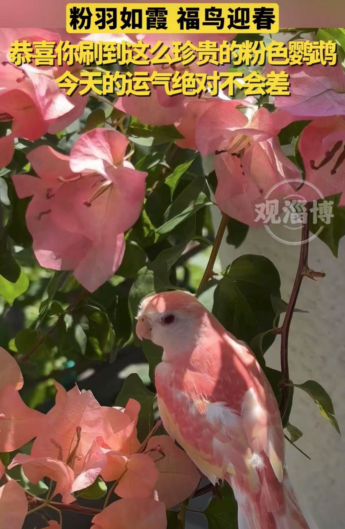 粉羽如霞，福鸟迎春！恭喜你刷到这么珍贵的粉色鹦鹉