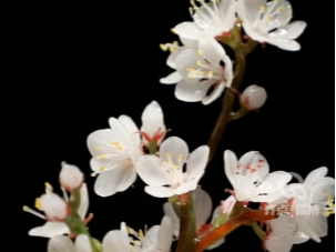 【视频】春天的繁花盛开前，先来淄博看看琉璃“花花世界”吧
