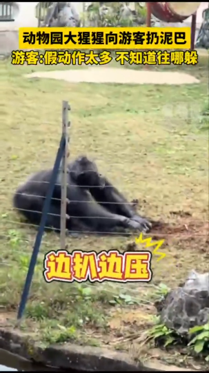 动物园大猩猩向游客扔泥巴，游客：假动作太多，不知道往哪里躲