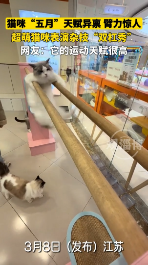 猫咪“五月”天赋异禀，臂力惊人，超萌猫咪表演杂技“双杠秀”