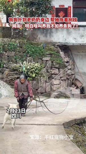 狗狗扑到老奶奶身边 帮她拖着树枝
