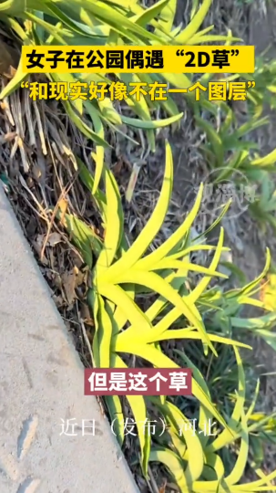 女子在公园偶遇“2D草”，感觉不在一个图层